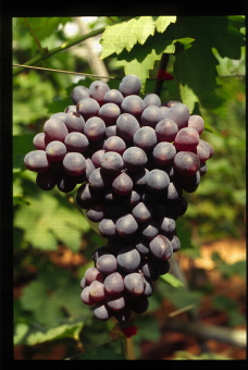 Variété de raisin noir apyrene, XE 3